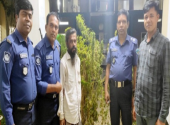 কুমিল্লায় নারী ইউপি সদস্যের বাড়ির ছাদে গাঁজা চাষ